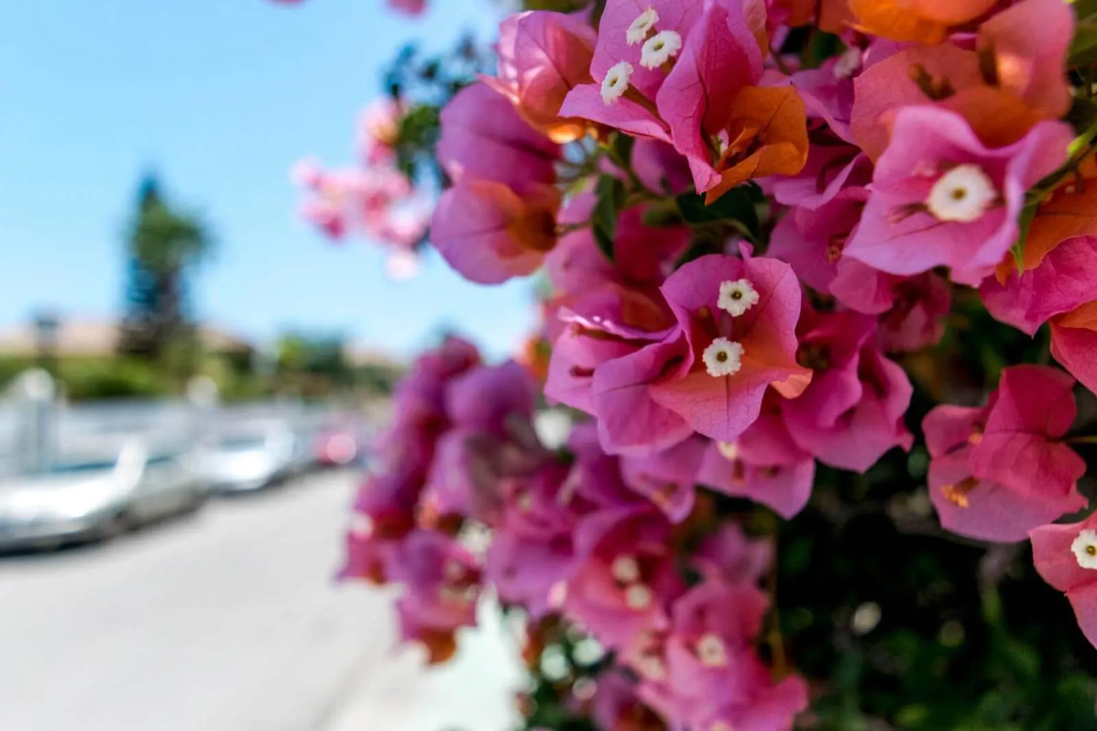 Casa Tess Boutique Hotel Estepona
